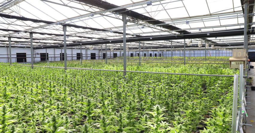 How Ventilation Design Affects Cannabis Facility Productivity 