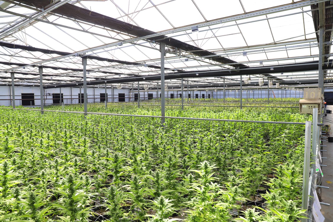 How Ventilation Design Affects Cannabis Facility Productivity 
