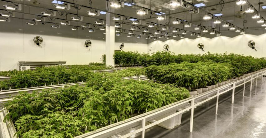 MEP Design Tips for Cannabis Cultivation Facilities 