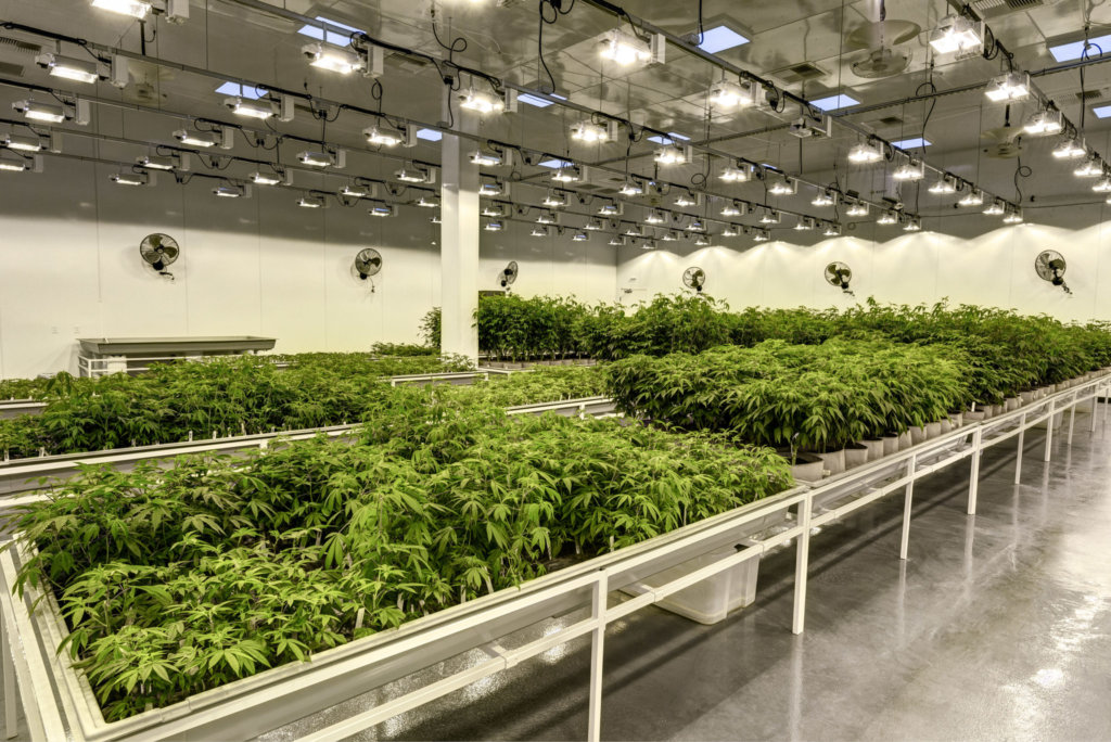 MEP Design Tips for Cannabis Cultivation Facilities 
