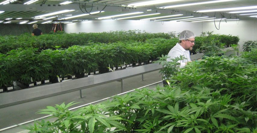 Tips to Consider When Planning for a Commercial Grow Room