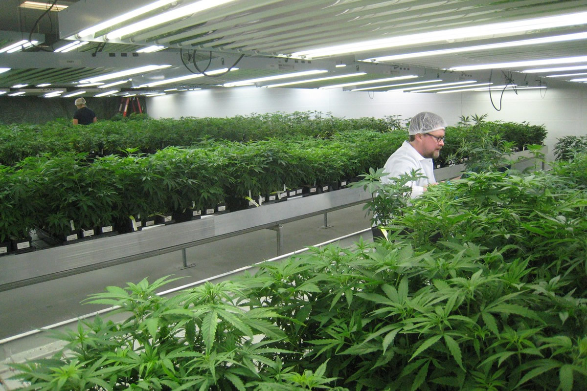 Tips to Consider When Planning for a Commercial Grow Room