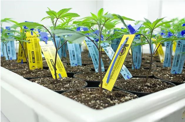 California’s Cannabis Track-and-Trace (CCTT) Compliance Design Integrations