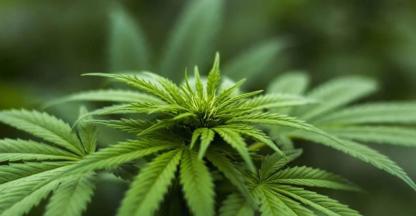 INDOOR CULTIVATION VS GREENHOUSE VS OUTDOOR CULTIVATION