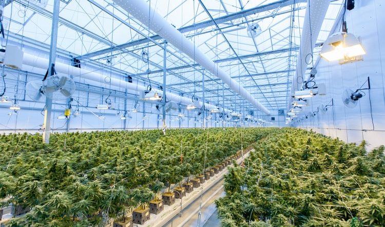 A Guide To HVAC Design for Cannabis Cultivation Facility