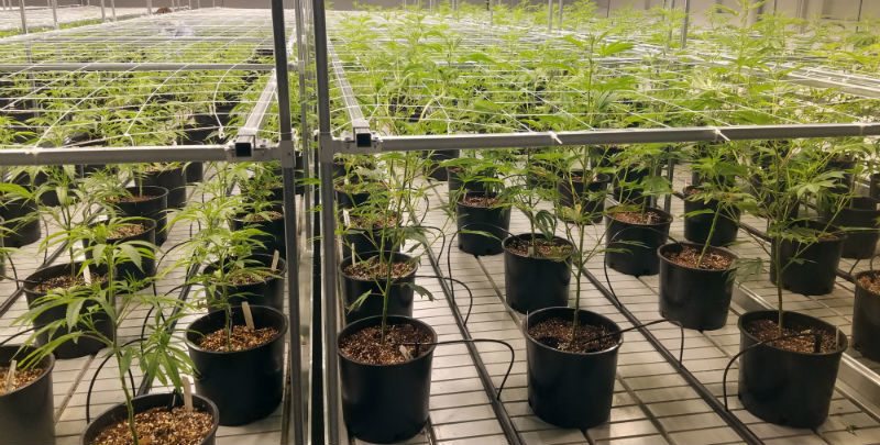 Irrigation Design Tips for Indoor Cannabis Cultivation Facility 