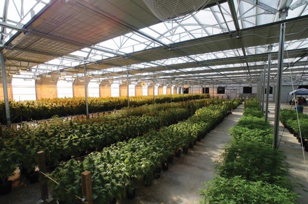 Maximizing the Efficiency of Indoor Cannabis Greenhouse Design and Engineering