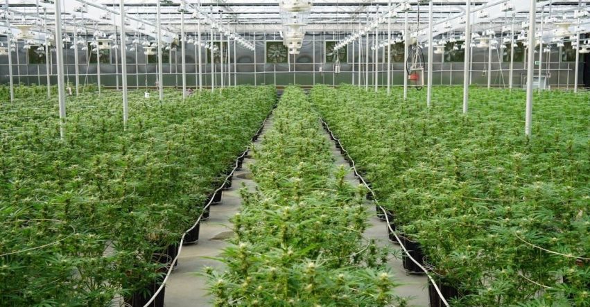 Greenhouse Advantages, & Tips to Consider in Design & build