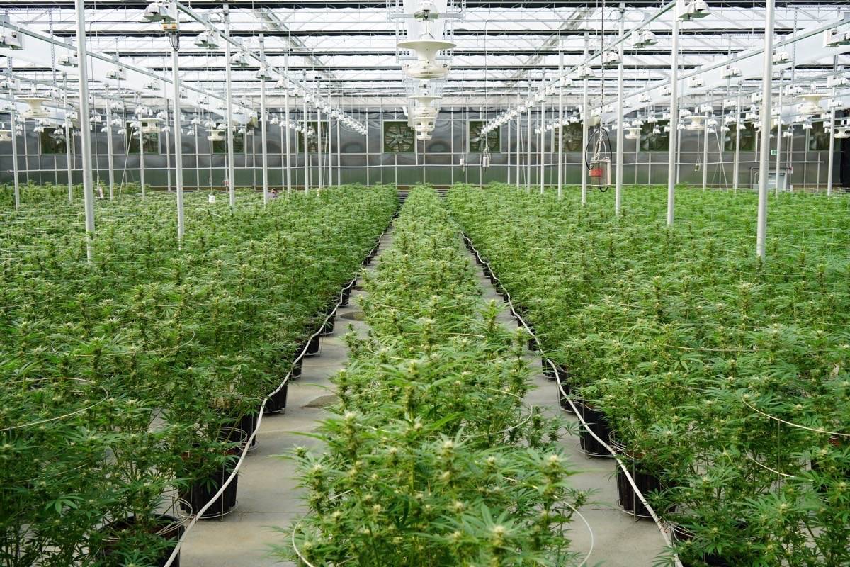 Greenhouse Advantages, & Tips to Consider in Design & build