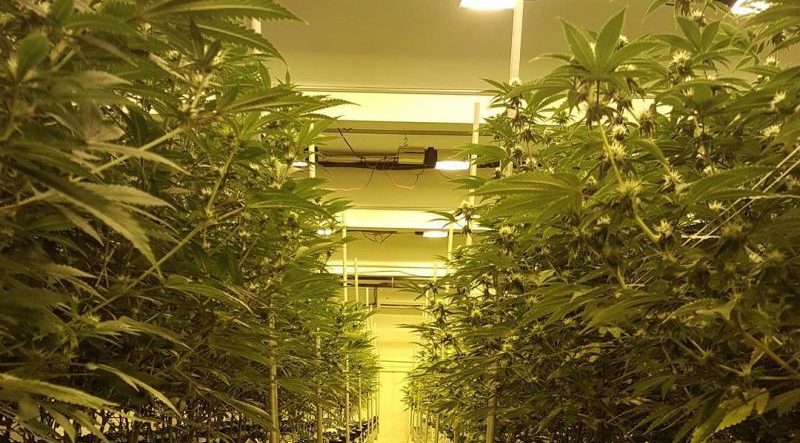 MEP Design and Engineering for Cannabis Cultivation Facilities