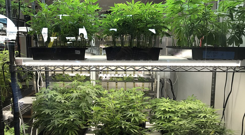 Marijuana business licenses suspended in California’s cannabis supply chain