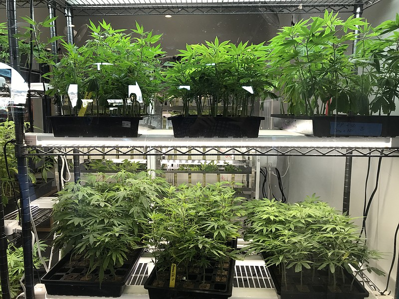 Marijuana business licenses suspended in California’s cannabis supply chain