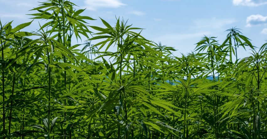 California Hemp Cultivation Business Catches Momentum, One Month After New Laws Fully Executed