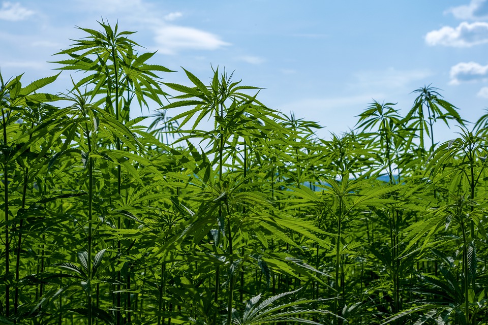California Hemp Cultivation Business Catches Momentum, One Month After New Laws Fully Executed